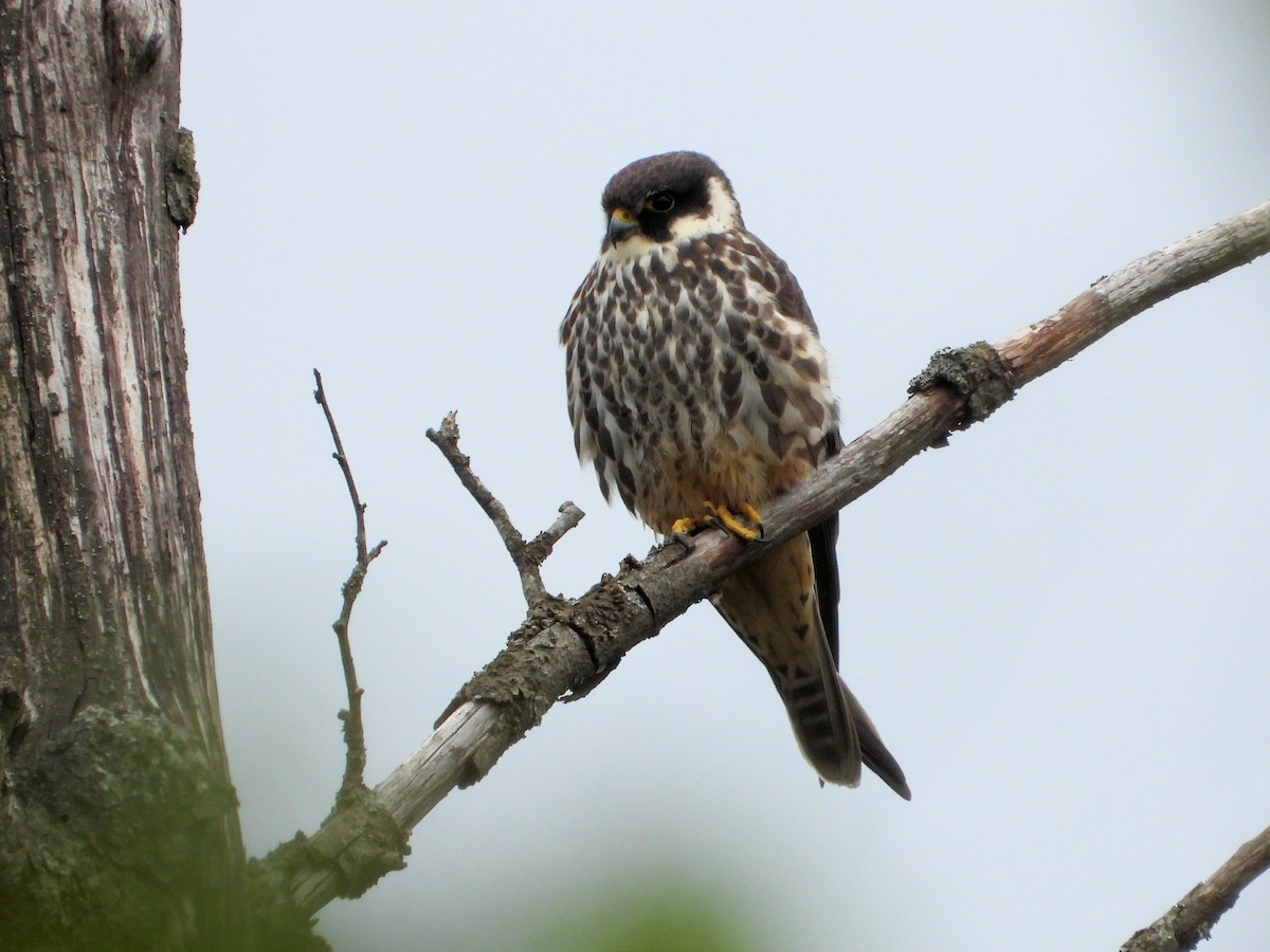 Eurasian Hobby - ML636881468