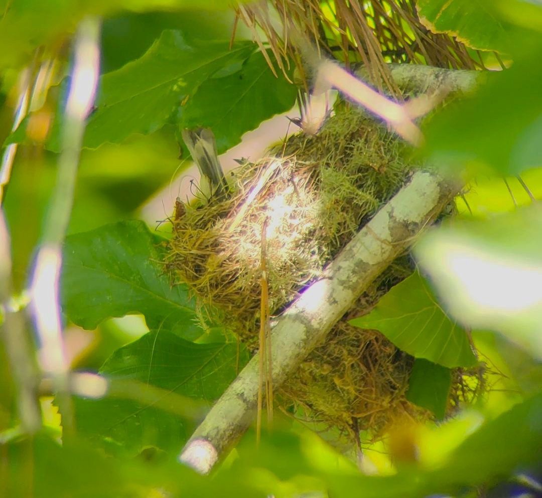 Northern Parula - ML636881498