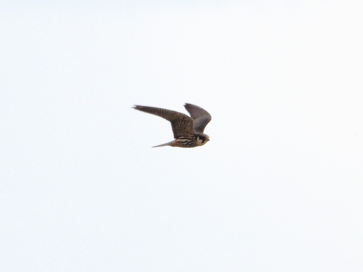 Eurasian Hobby - ML636881533