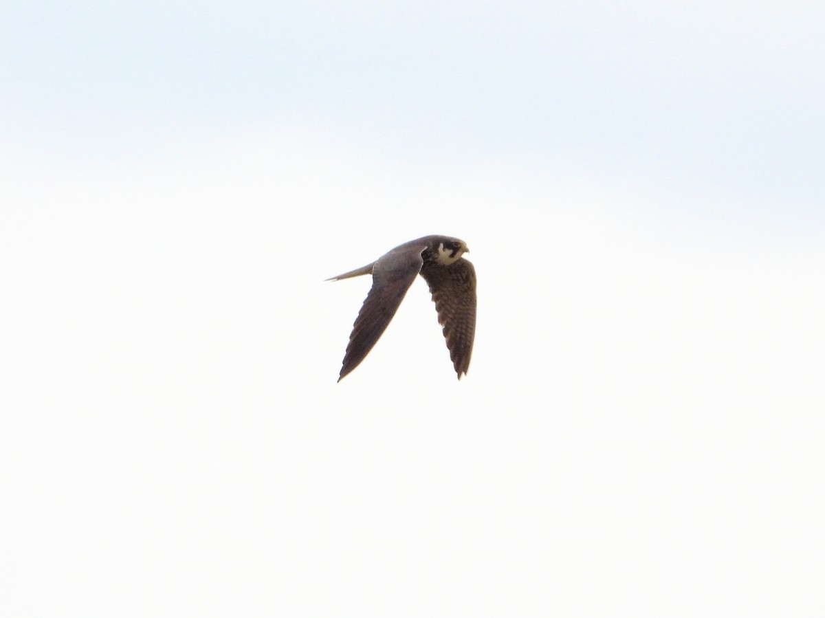 Eurasian Hobby - ML636881542