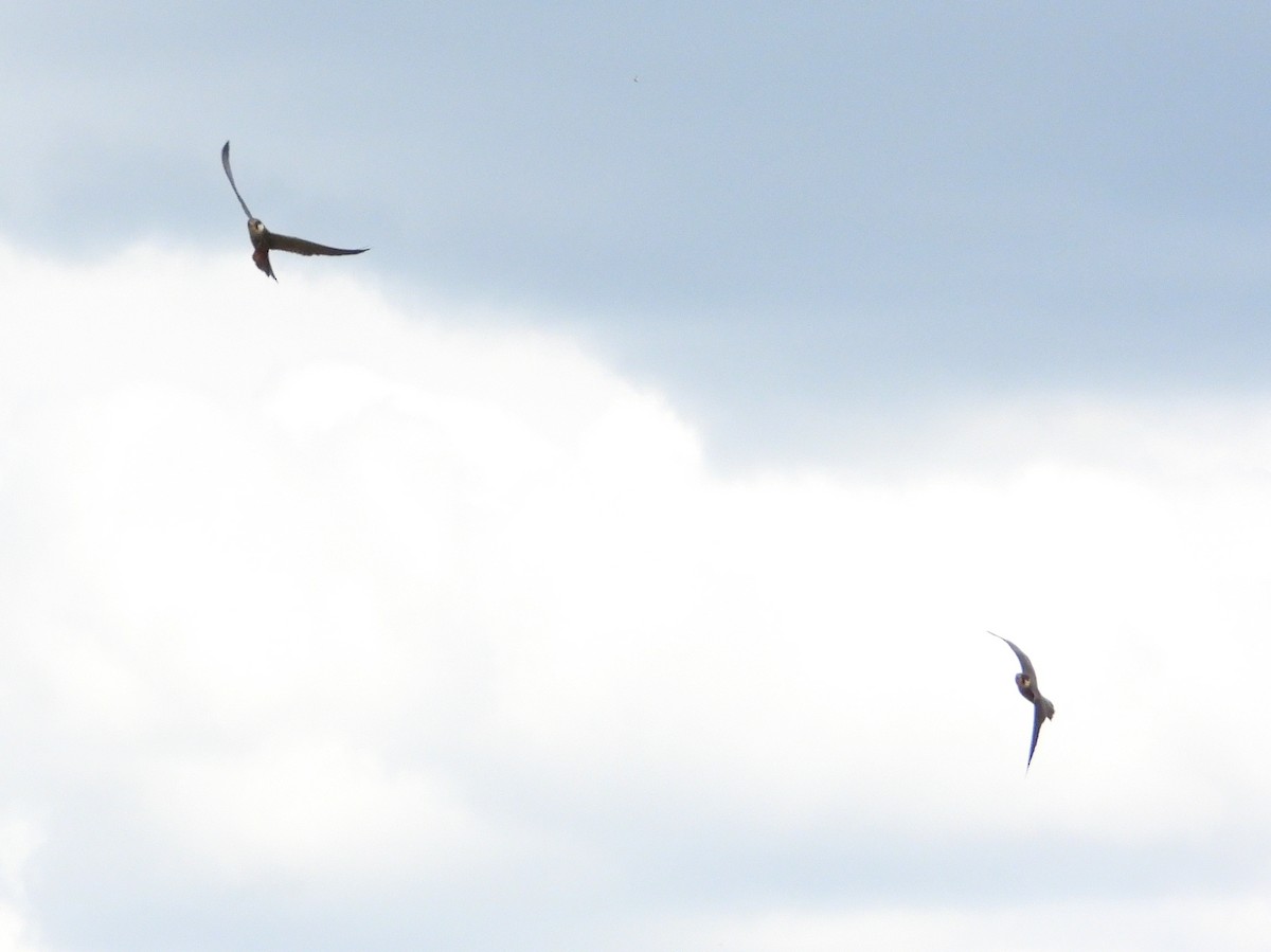 Eurasian Hobby - ML636881557