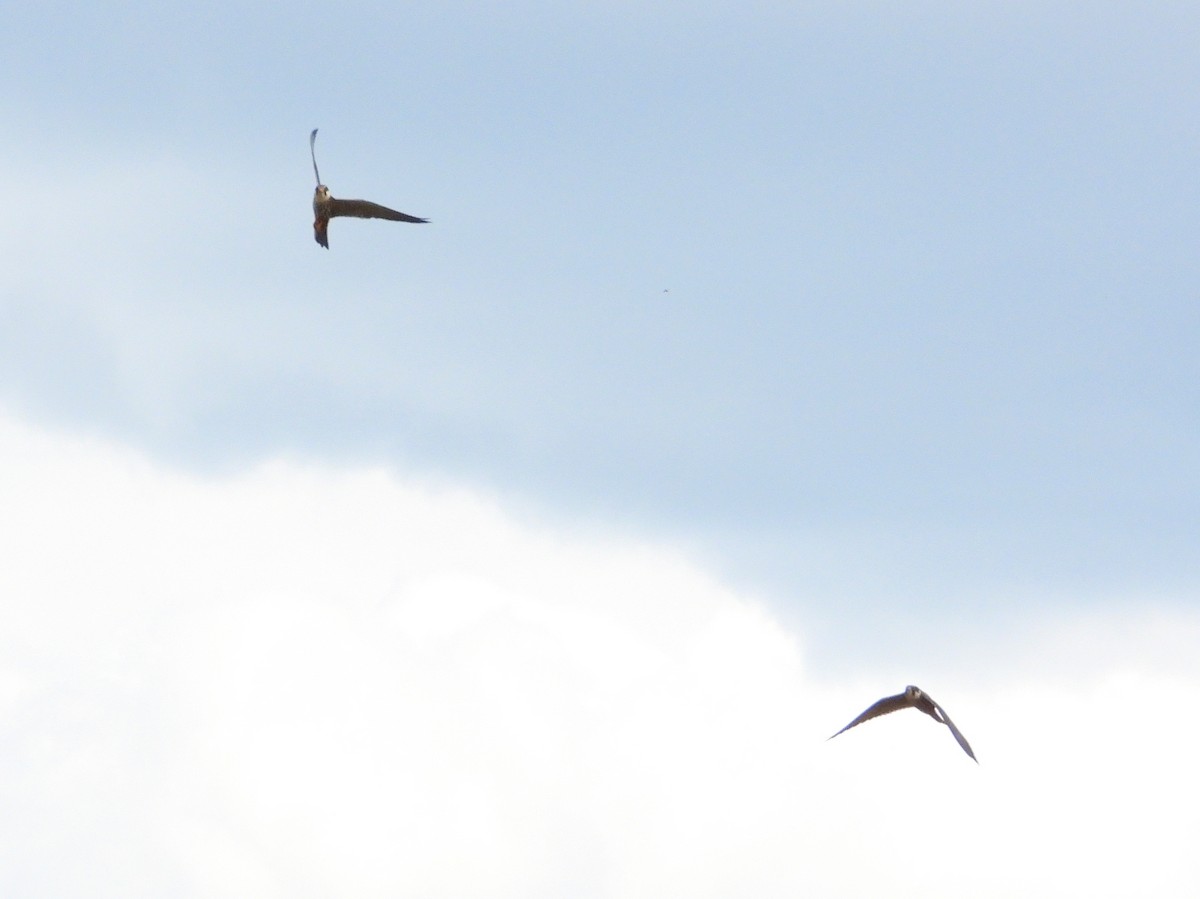 Eurasian Hobby - ML636881565
