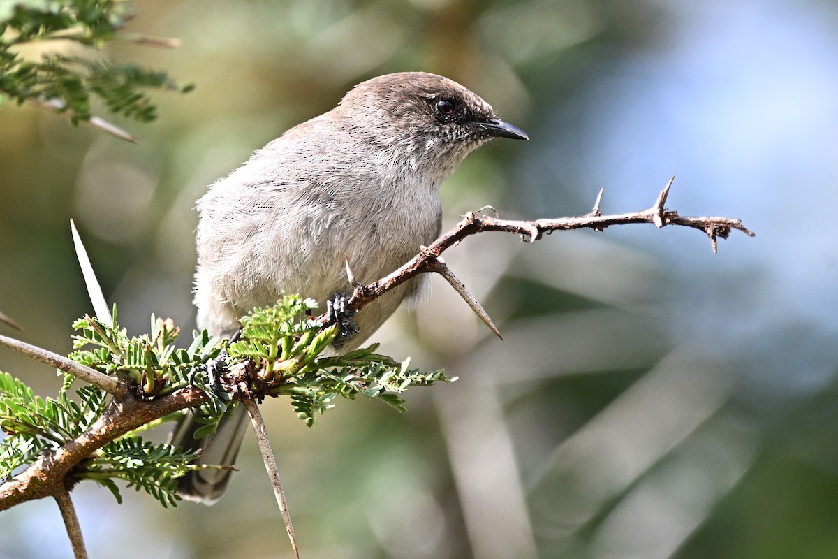 Brown Parisoma - Adarsh Nagda