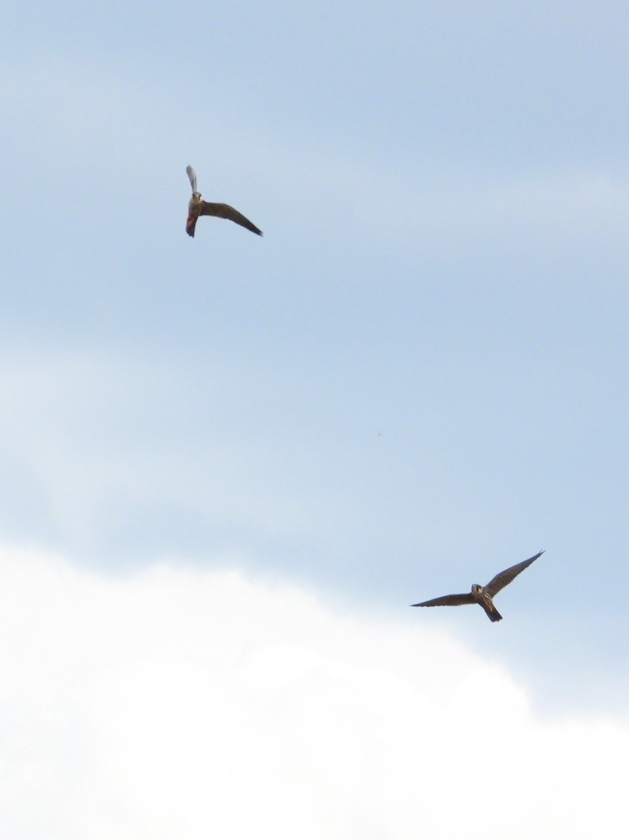 Eurasian Hobby - ML636881577