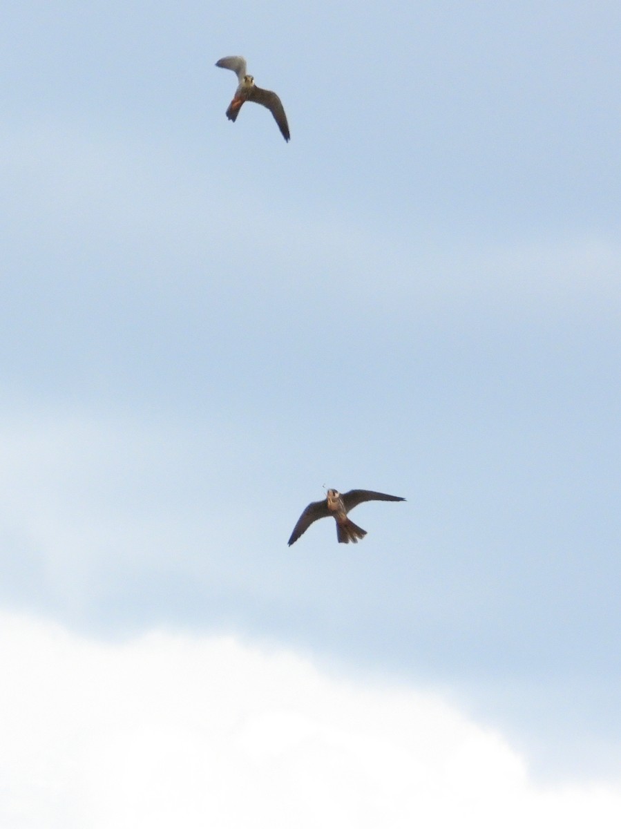 Eurasian Hobby - ML636881590