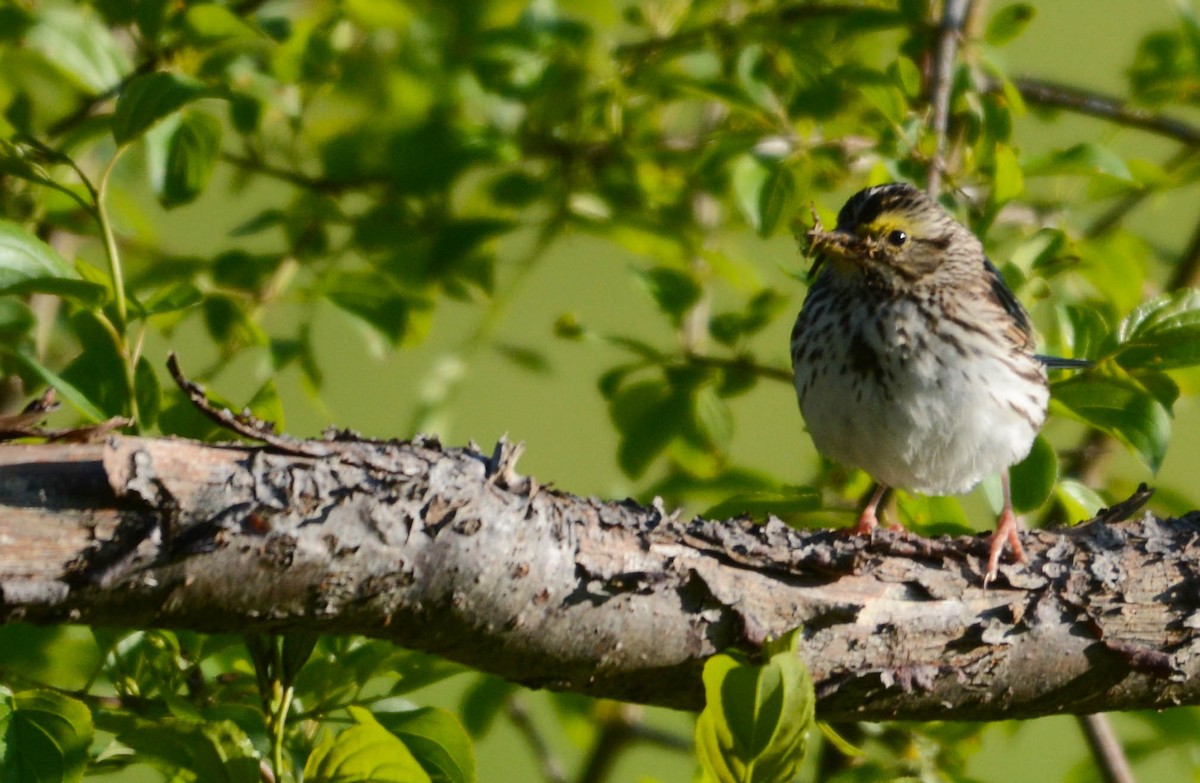 Savannah Sparrow - ML636881608