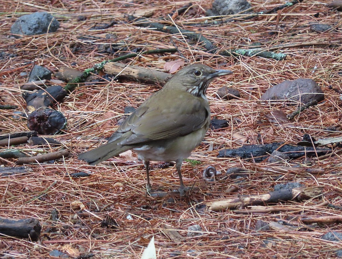 White-throated Thrush - ML636881628