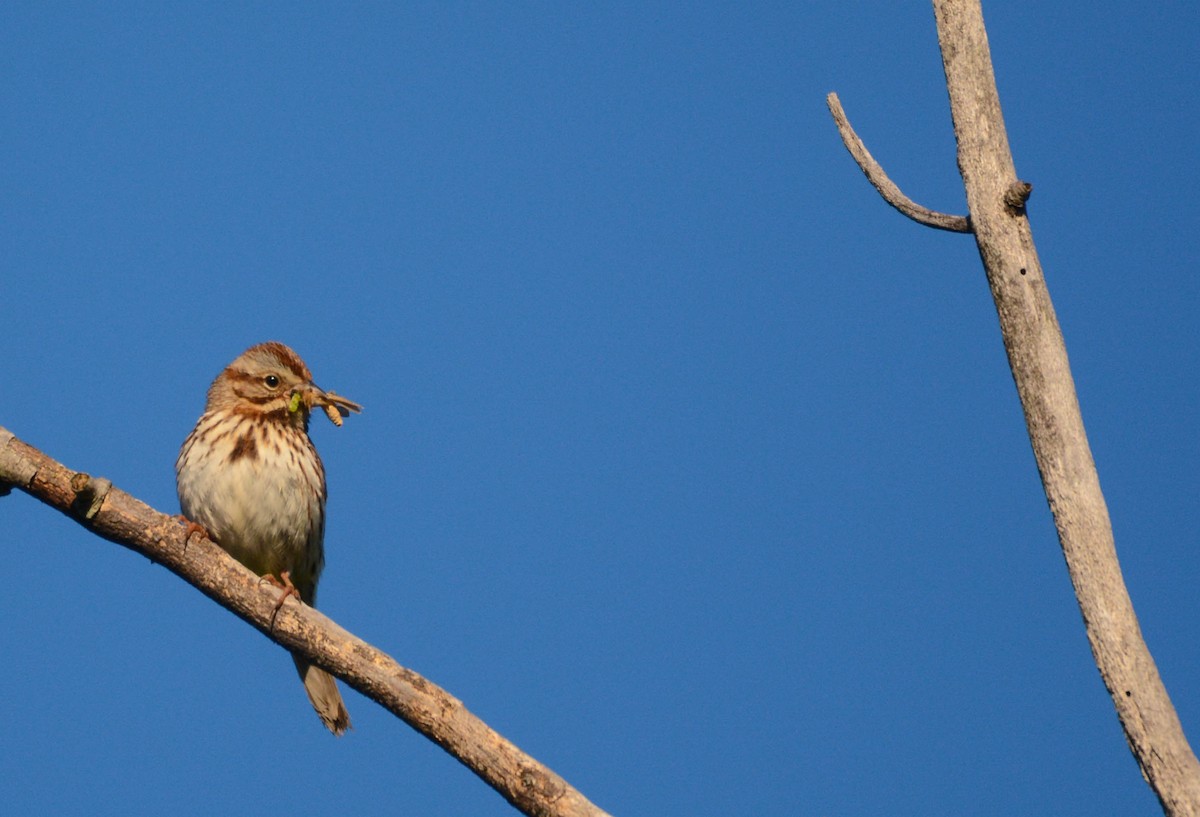 Song Sparrow - ML636881629