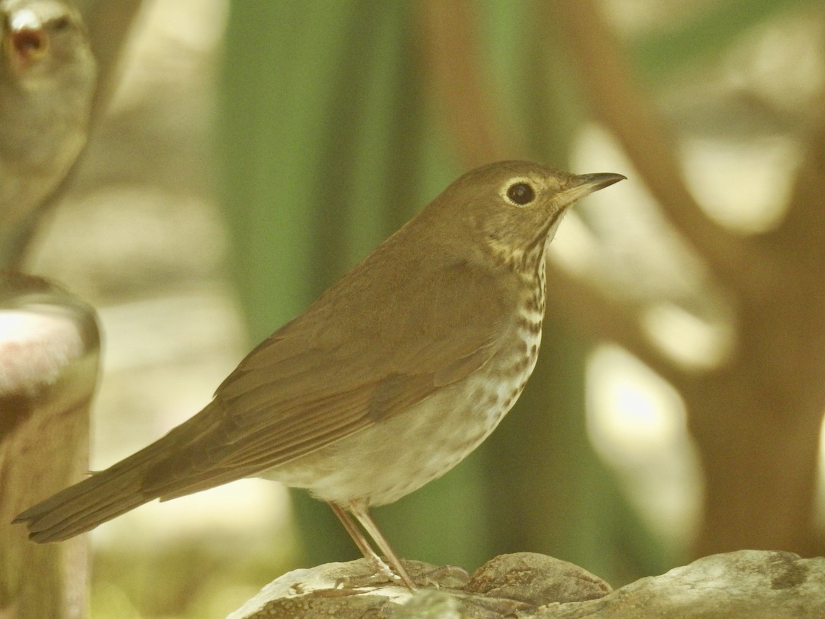 Swainson's Thrush - ML636881688