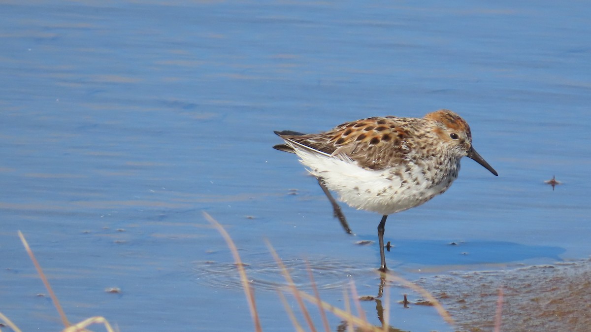 Bergstrandläufer - ML636881689