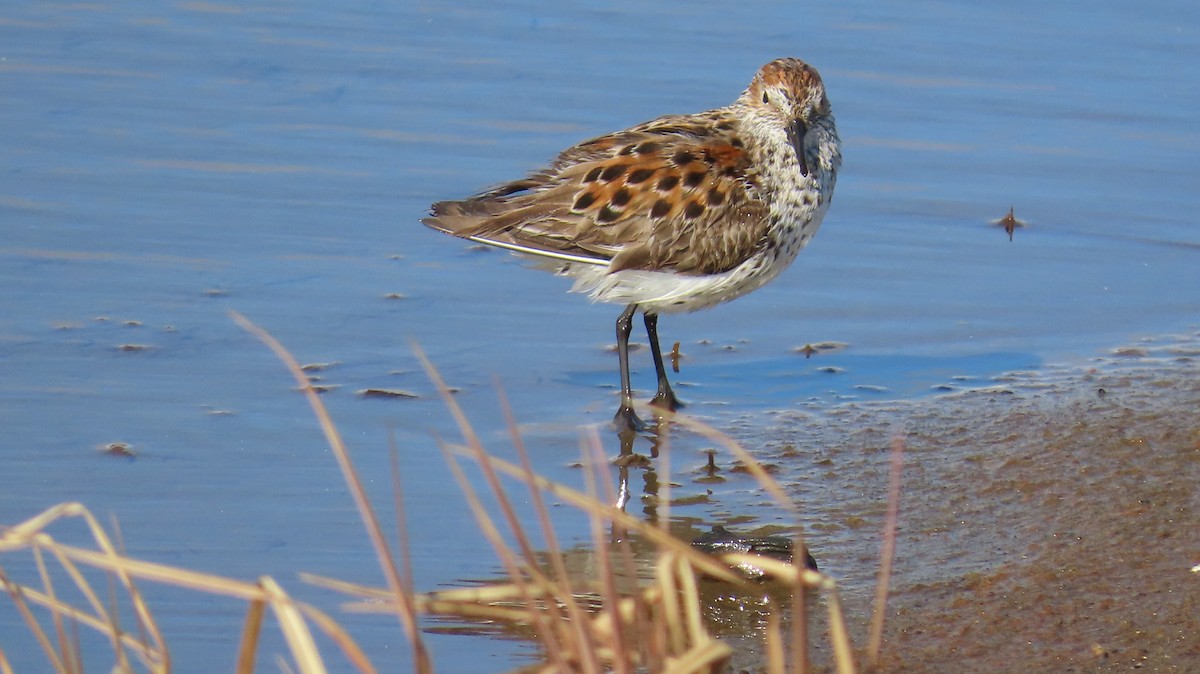Bergstrandläufer - ML636881690