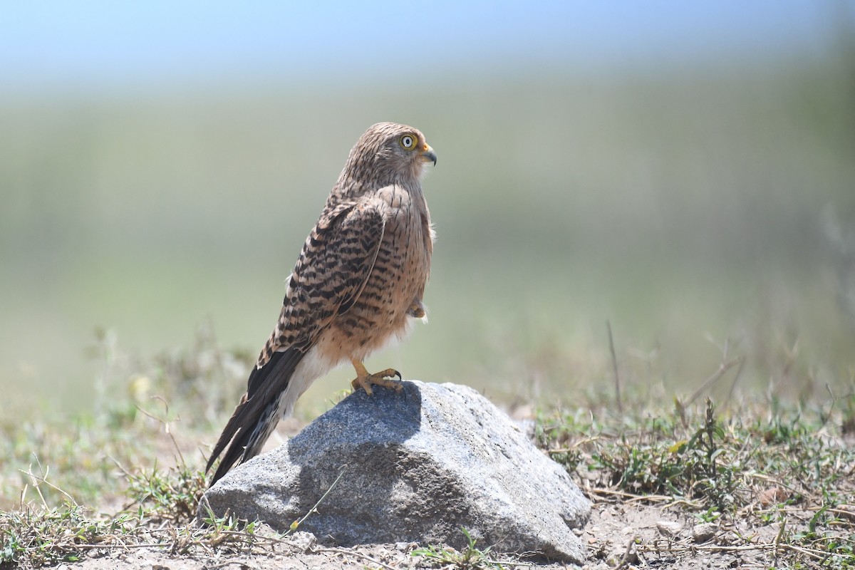 Greater Kestrel - ML636881702