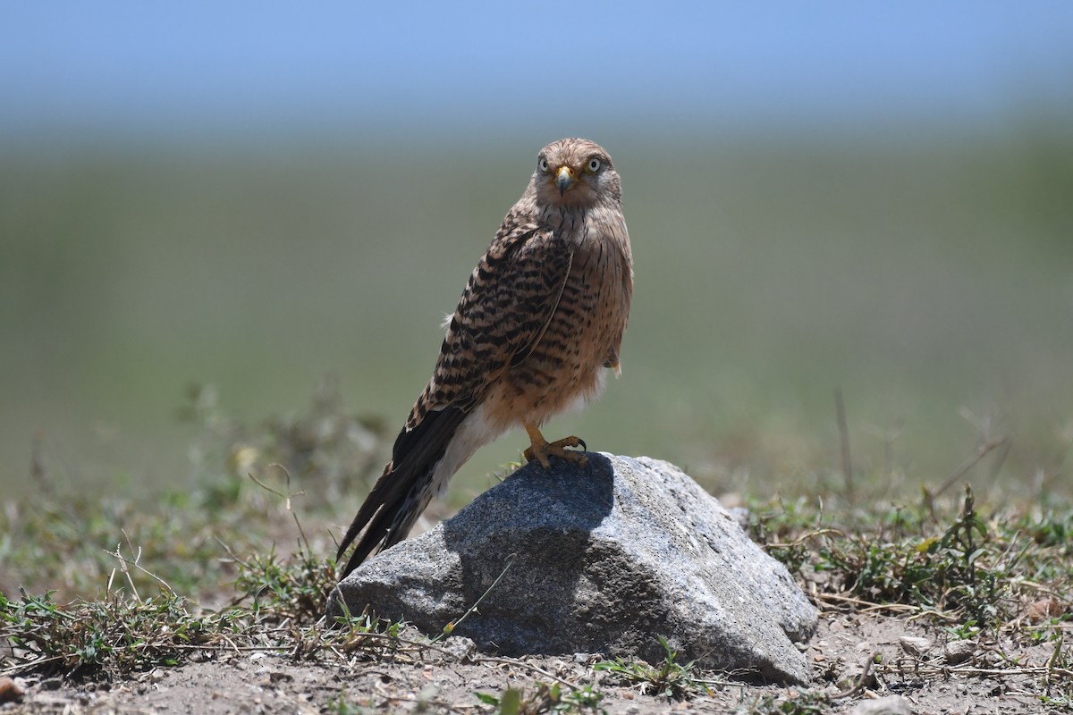 Greater Kestrel - ML636881703