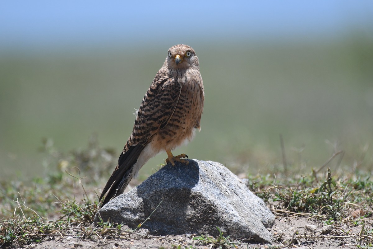Greater Kestrel - ML636881704