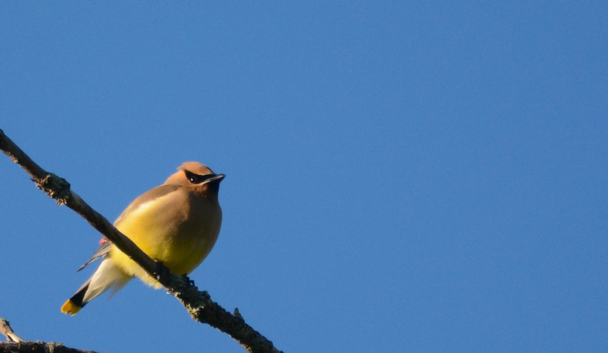 Cedar Waxwing - ML636881730