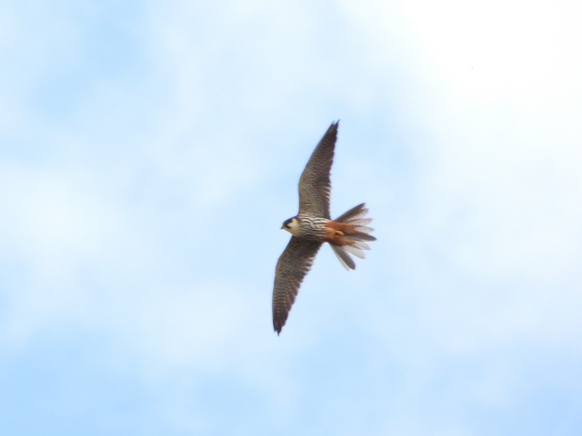 Eurasian Hobby - ML636881754