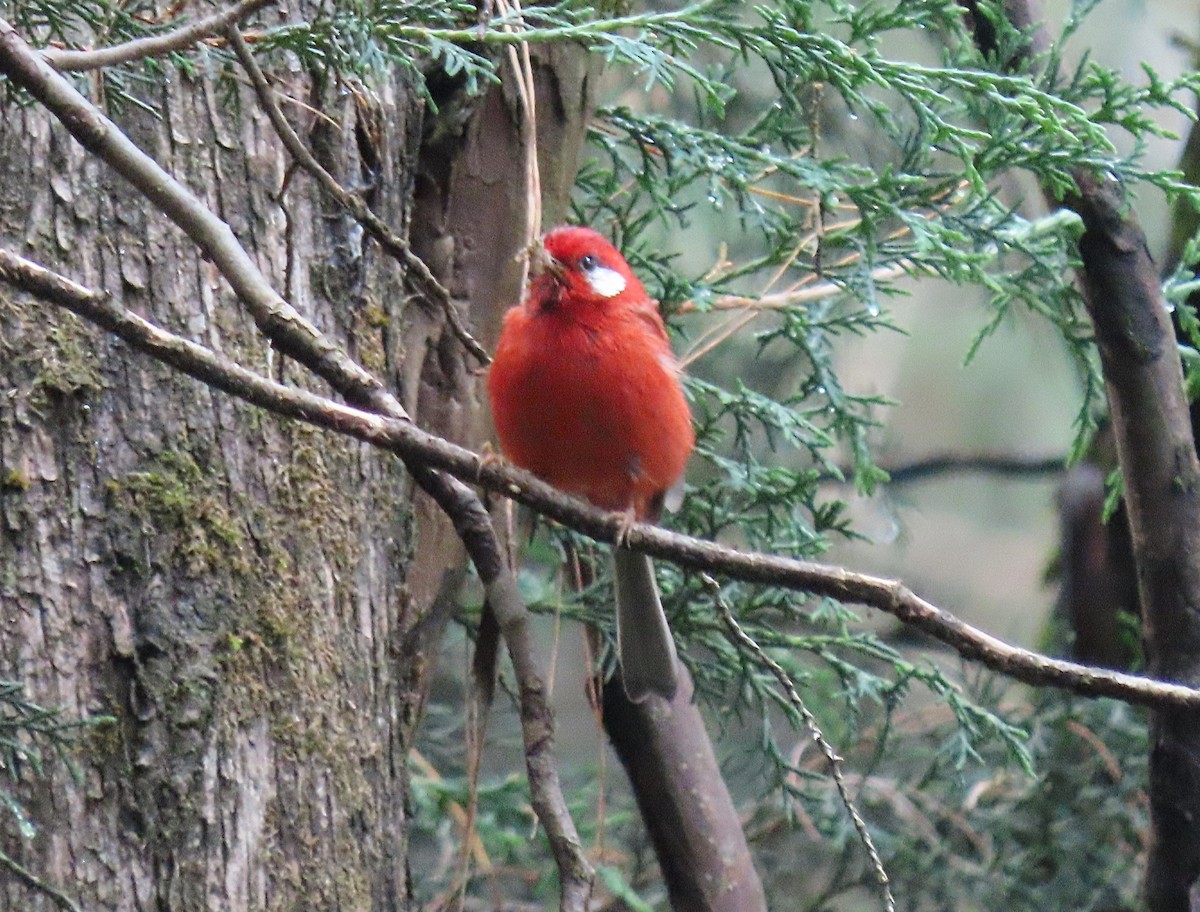 Red Warbler (White-cheeked) - ML636881756