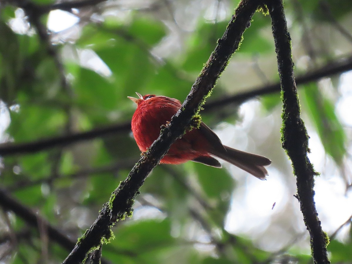 Red Warbler (White-cheeked) - ML636881757