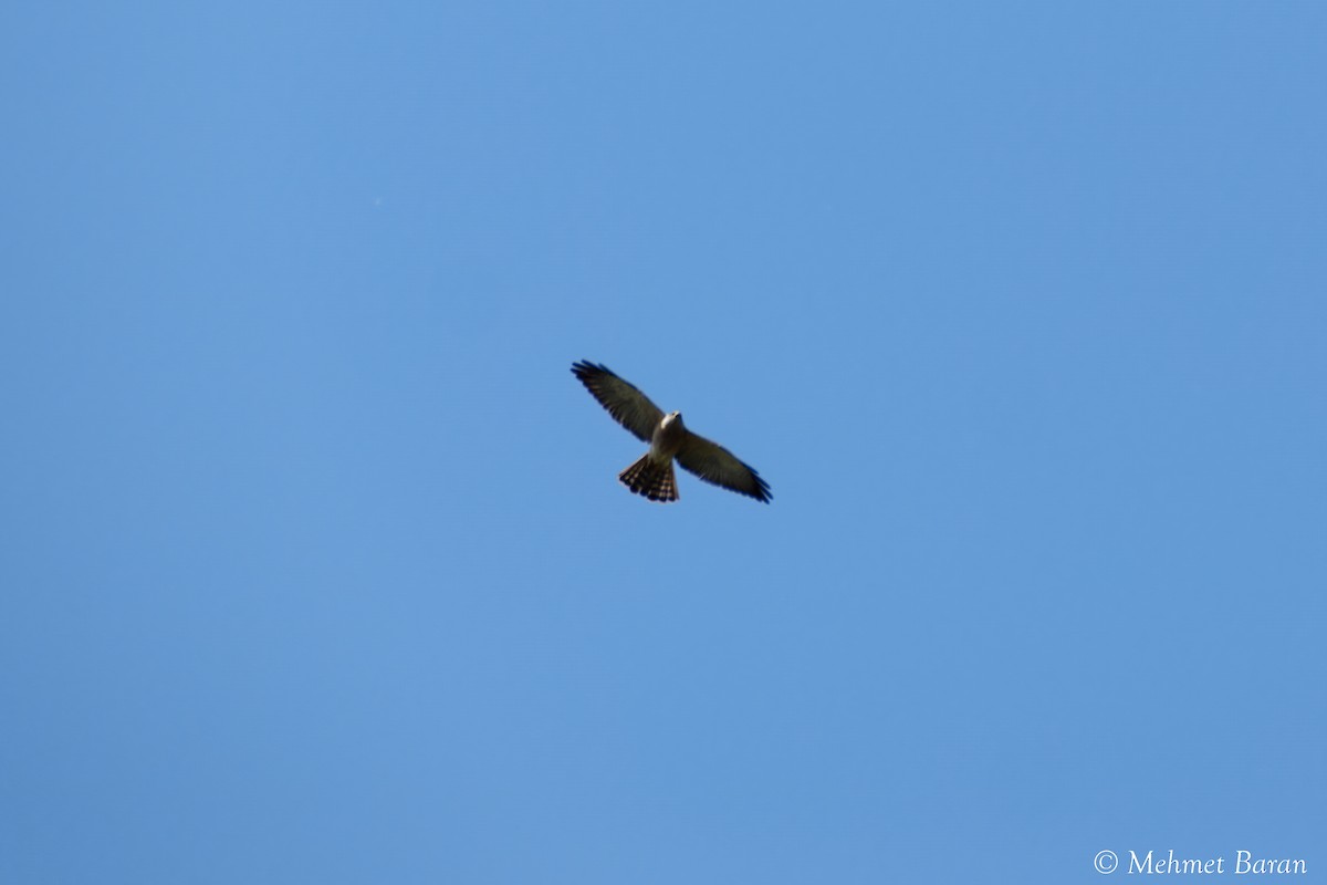 Levant Sparrowhawk - ML636881820