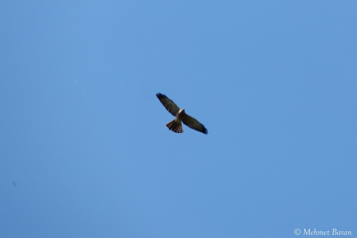 Levant Sparrowhawk - ML636881821