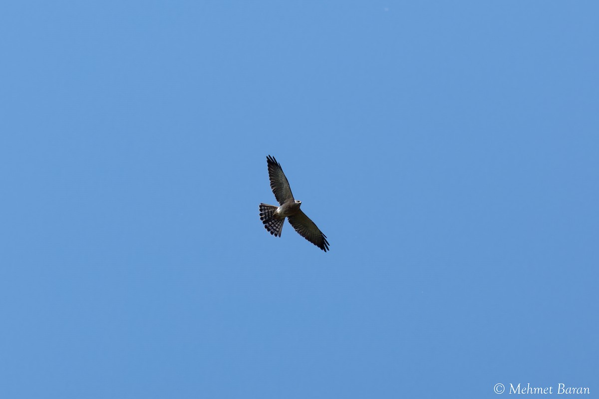 Levant Sparrowhawk - ML636881822