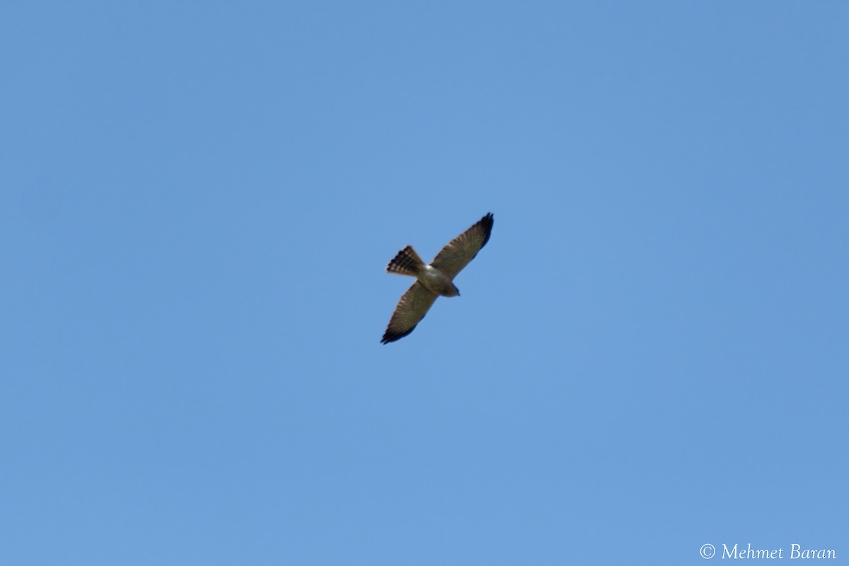Levant Sparrowhawk - ML636881823