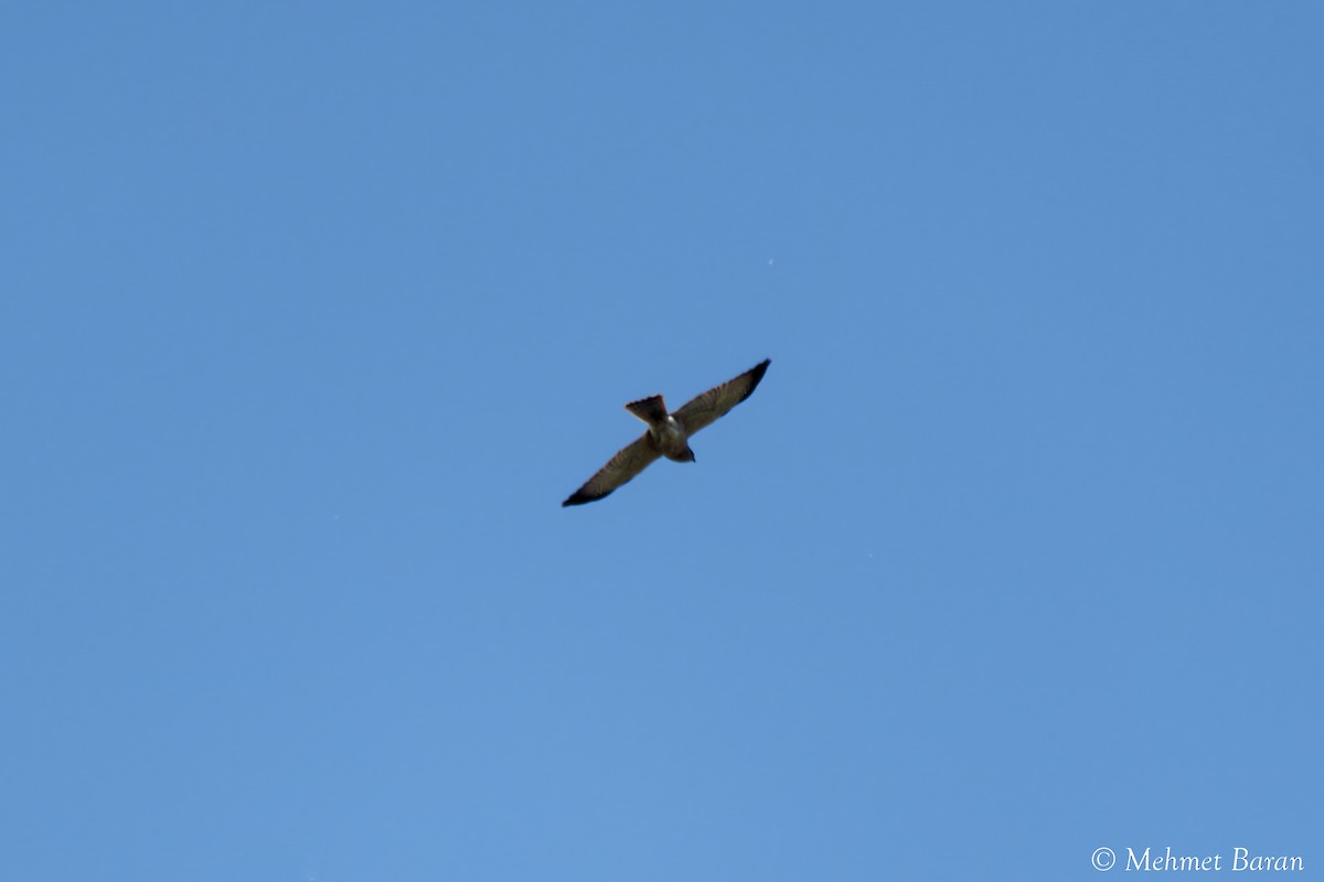 Levant Sparrowhawk - ML636881825