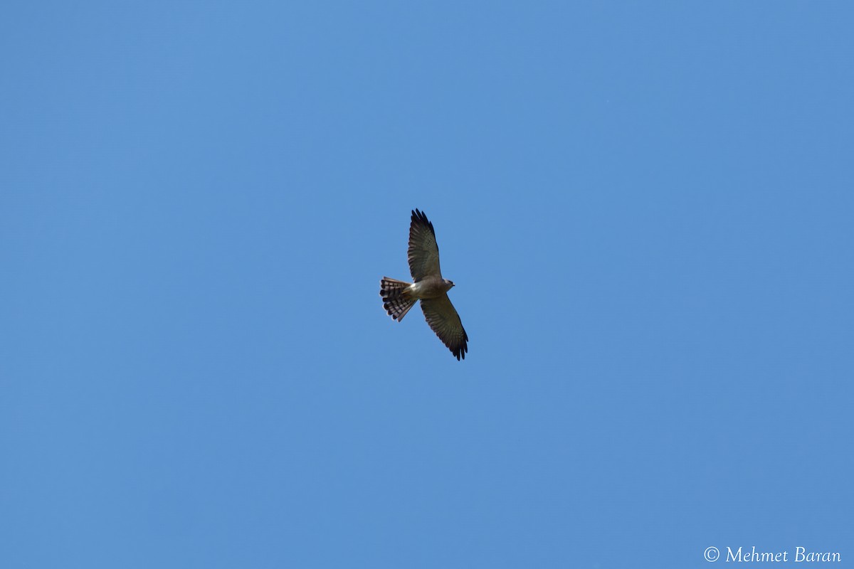 Levant Sparrowhawk - ML636881826