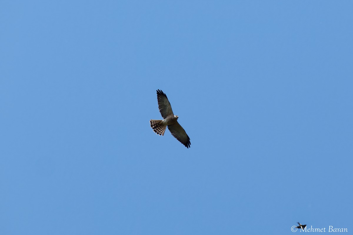 Levant Sparrowhawk - ML636881827
