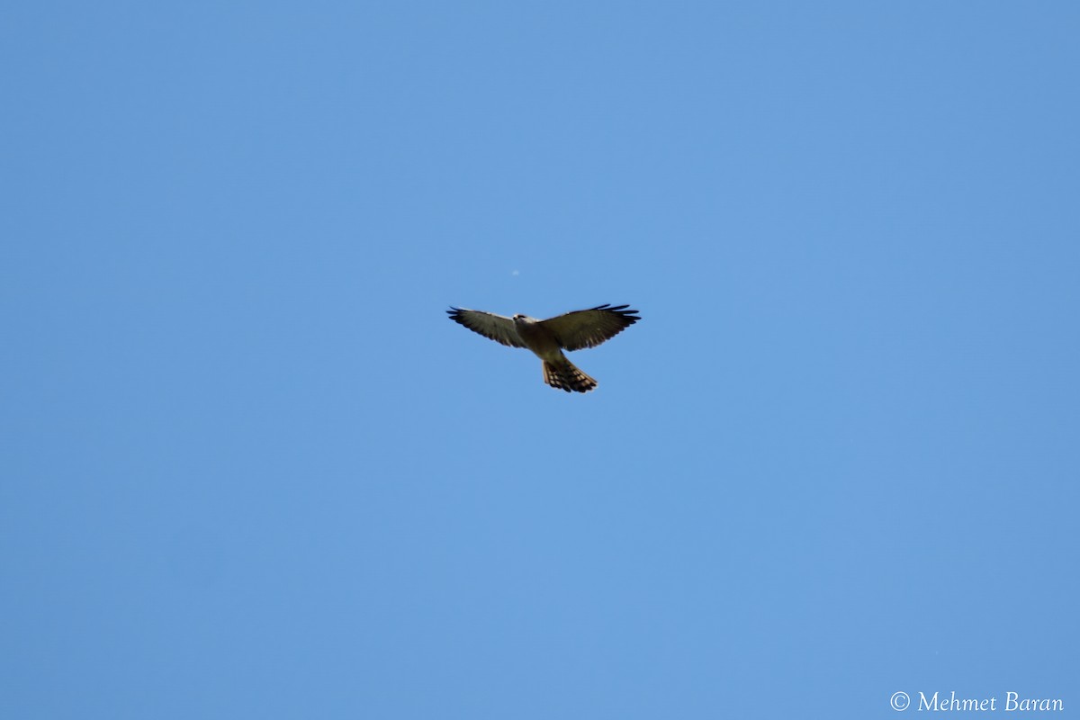 Levant Sparrowhawk - ML636881828