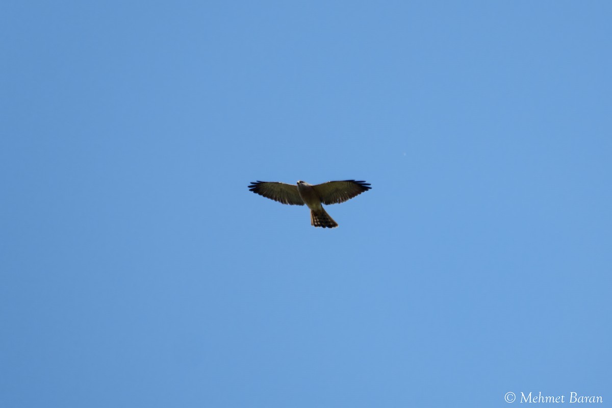 Levant Sparrowhawk - ML636881829