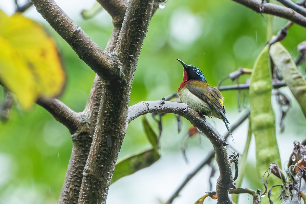Fork-tailed Sunbird - ML636881973