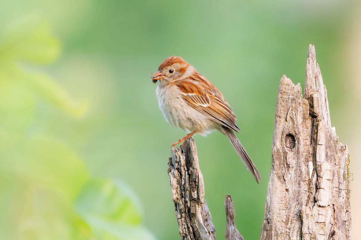 Field Sparrow - ML636881975