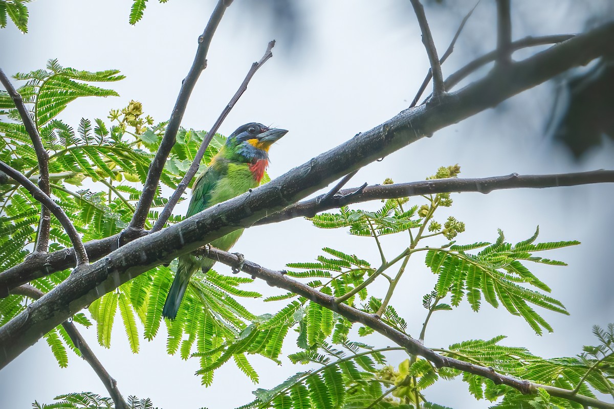 Chinese Barbet - ML636881987