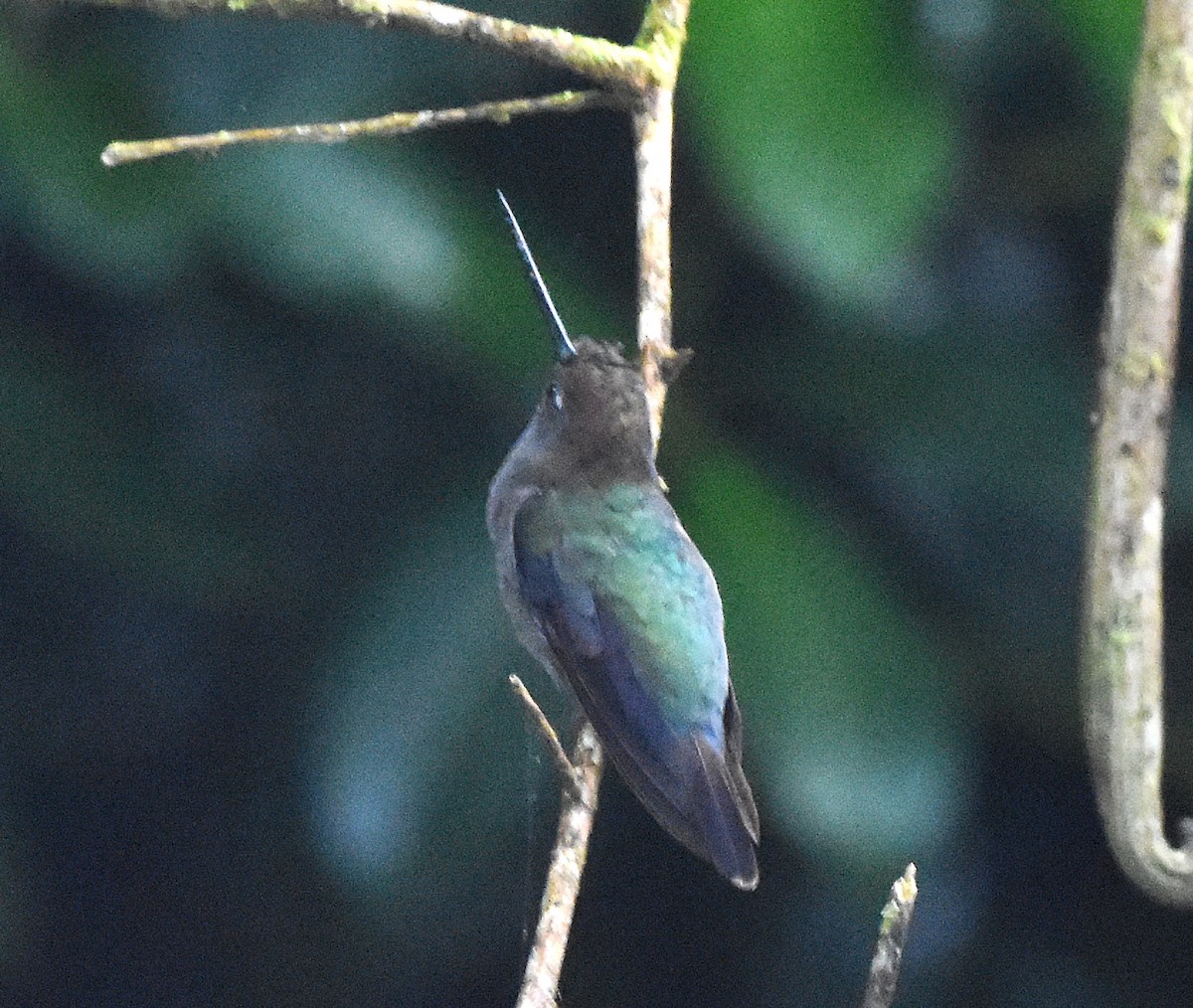 Green-fronted Lancebill - ML636881990