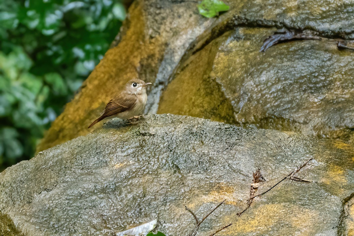 Brown-breasted Flycatcher - ML636882019