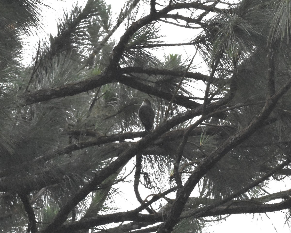 Tiny Hawk - ML636882060