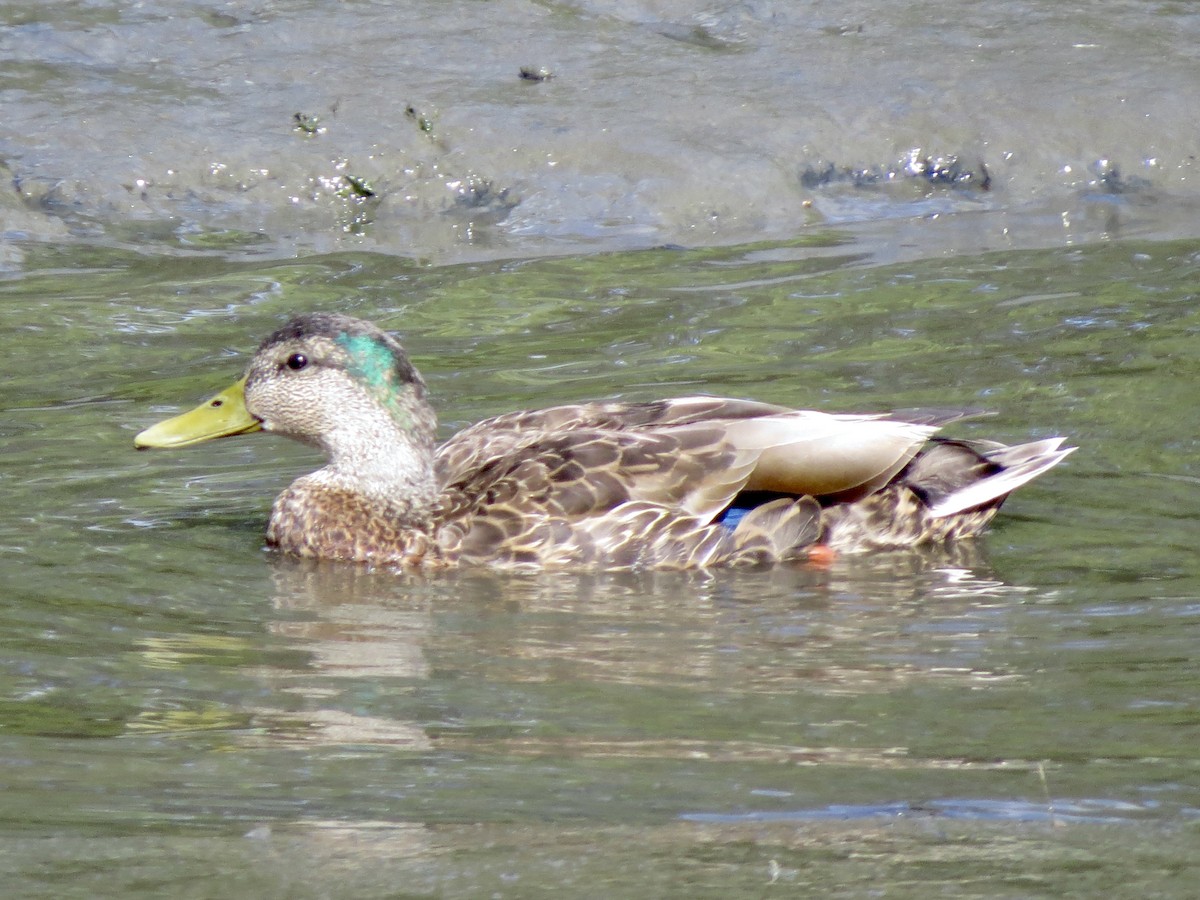 Mallard x American Black Duck (hybrid) - ML636882068