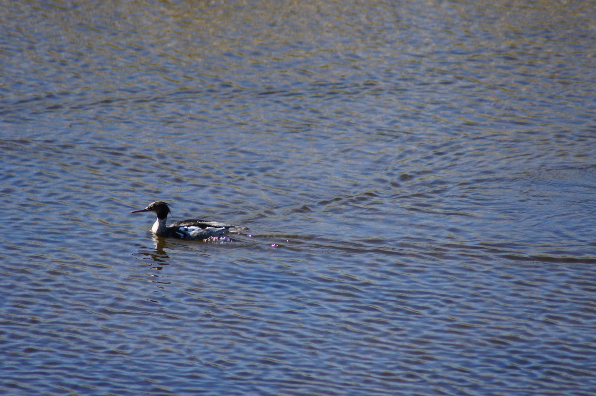 Red-breasted Merganser - ML636882083