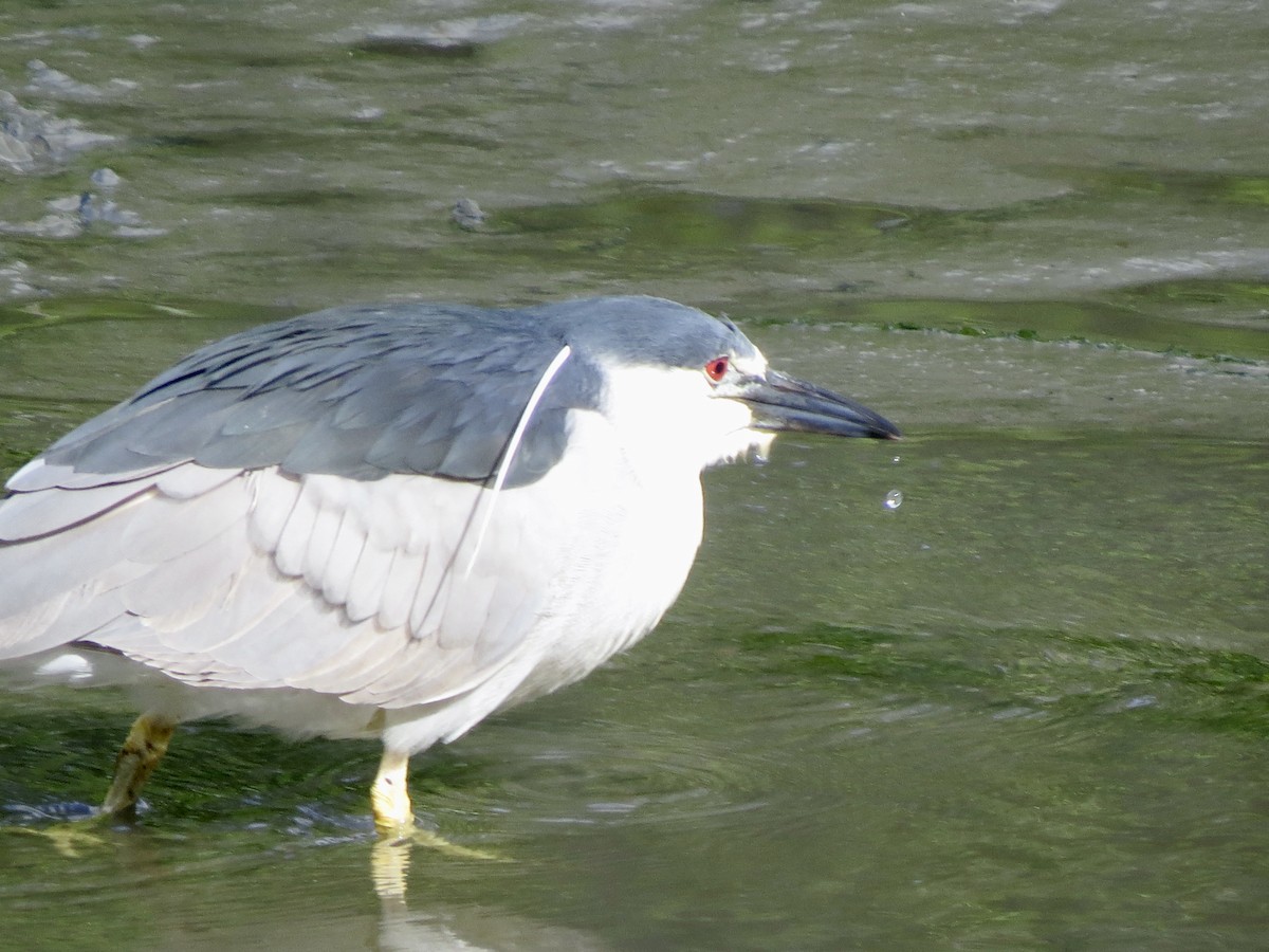 Black-crowned Night Heron - ML636882091