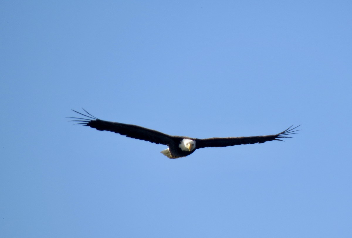 Bald Eagle - ML636882163