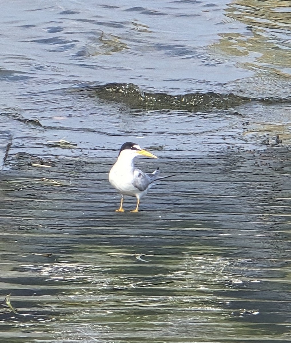 Least Tern - ML636882169