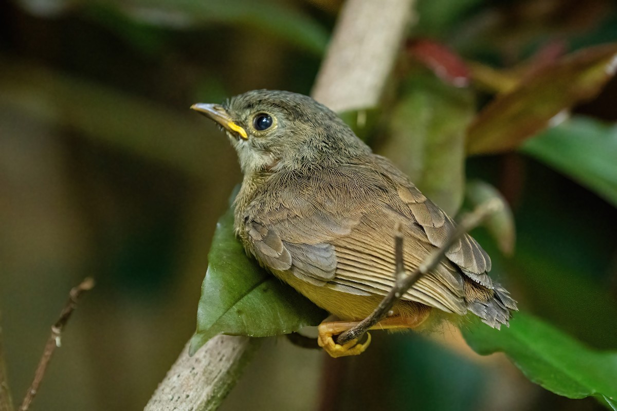 Huet's Fulvetta - ML636882192