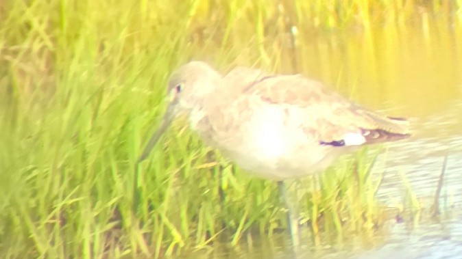 Willet (Western) - ML636882228