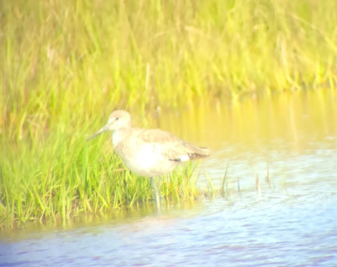 Willet (Western) - ML636882229