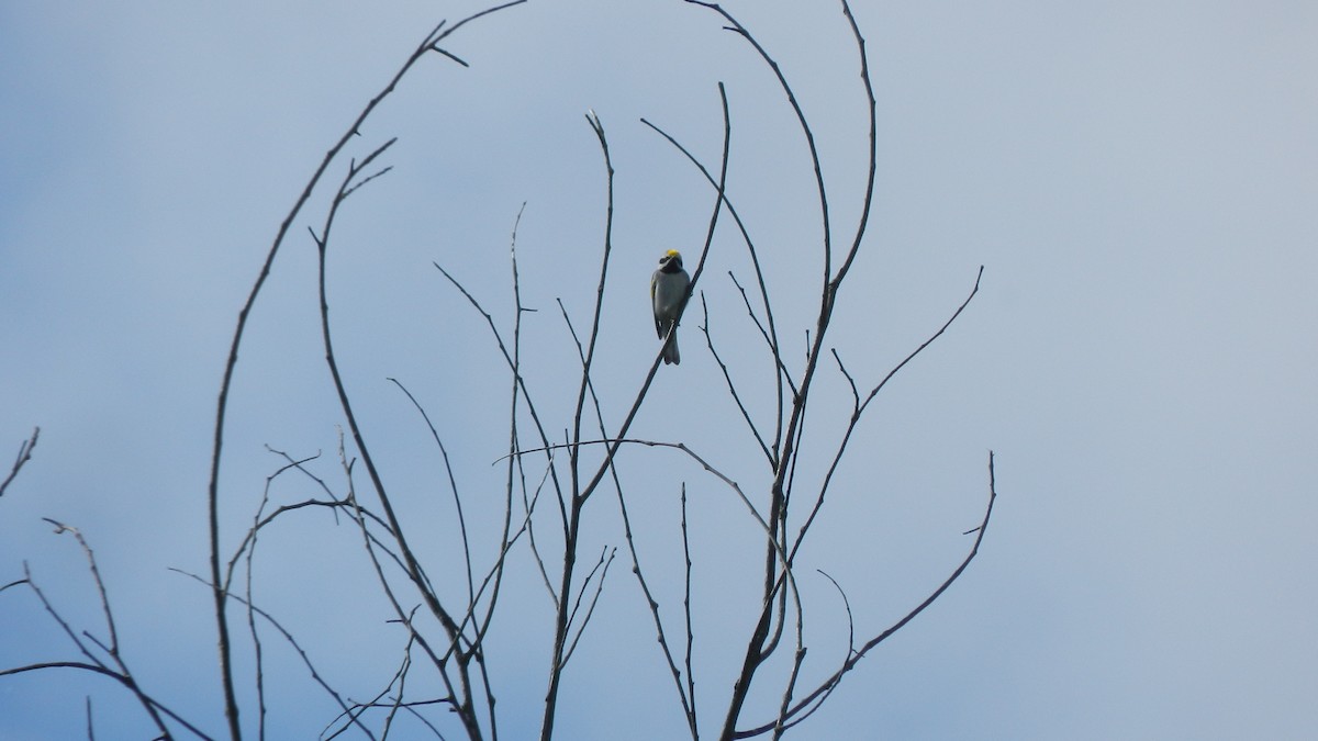 Golden-winged x Blue-winged Warbler (hybrid) - ML636882255