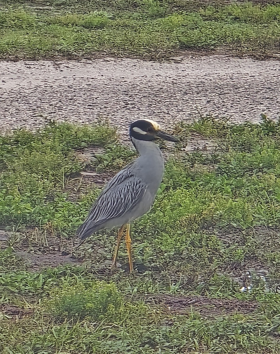 Yellow-crowned Night Heron - ML636882276