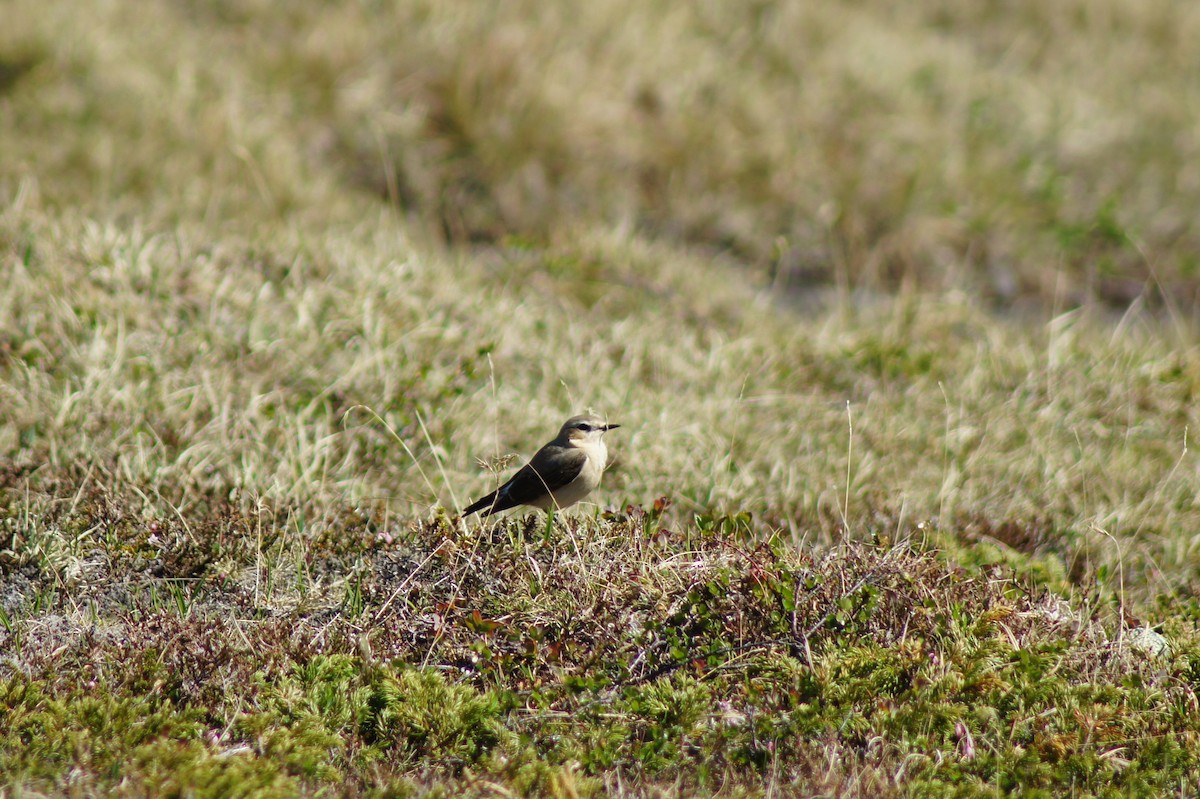 Northern Wheatear - ML636882281