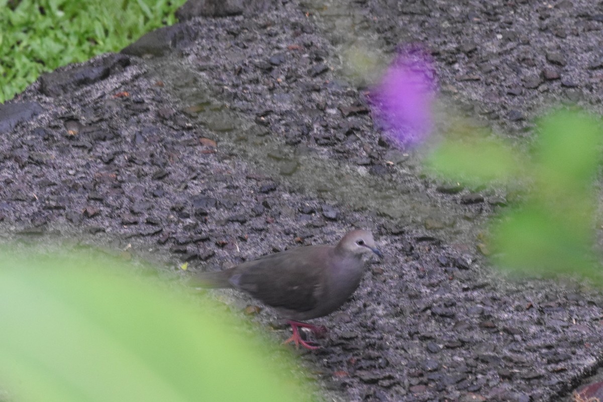 Gray-chested Dove - ML636882317