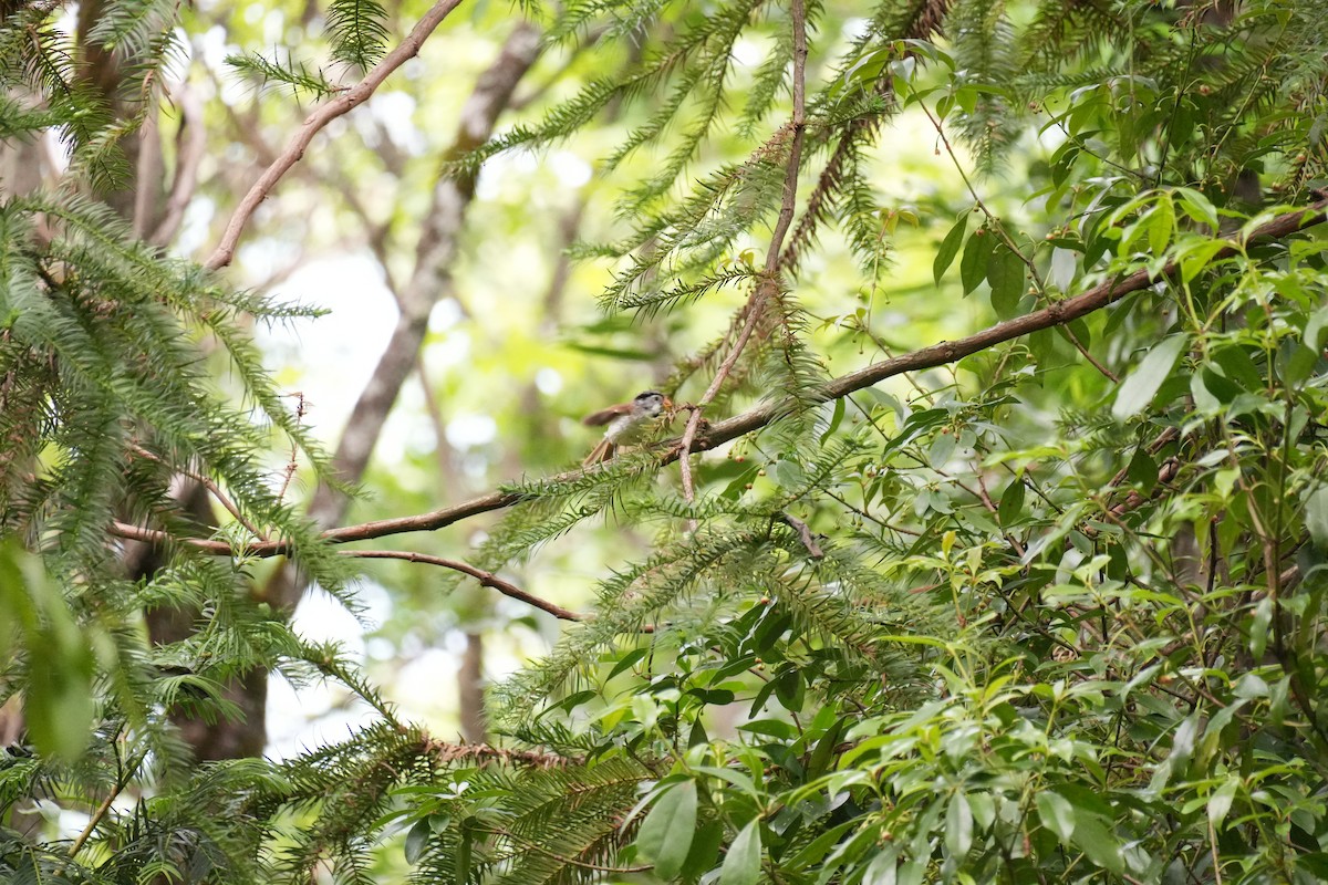 Gray-headed Parrotbill - ML636882381